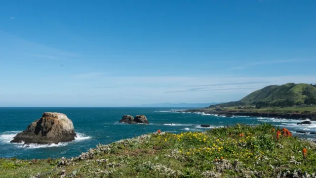 flowers-and-ocean