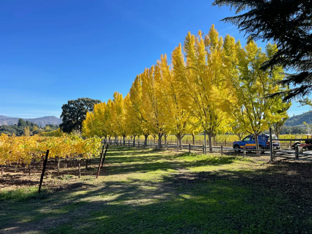 Vibrant yellow autumn trees in Napa Valley countryside with clear blue skies from Quiet-Luxury Wellness Villas in Napa