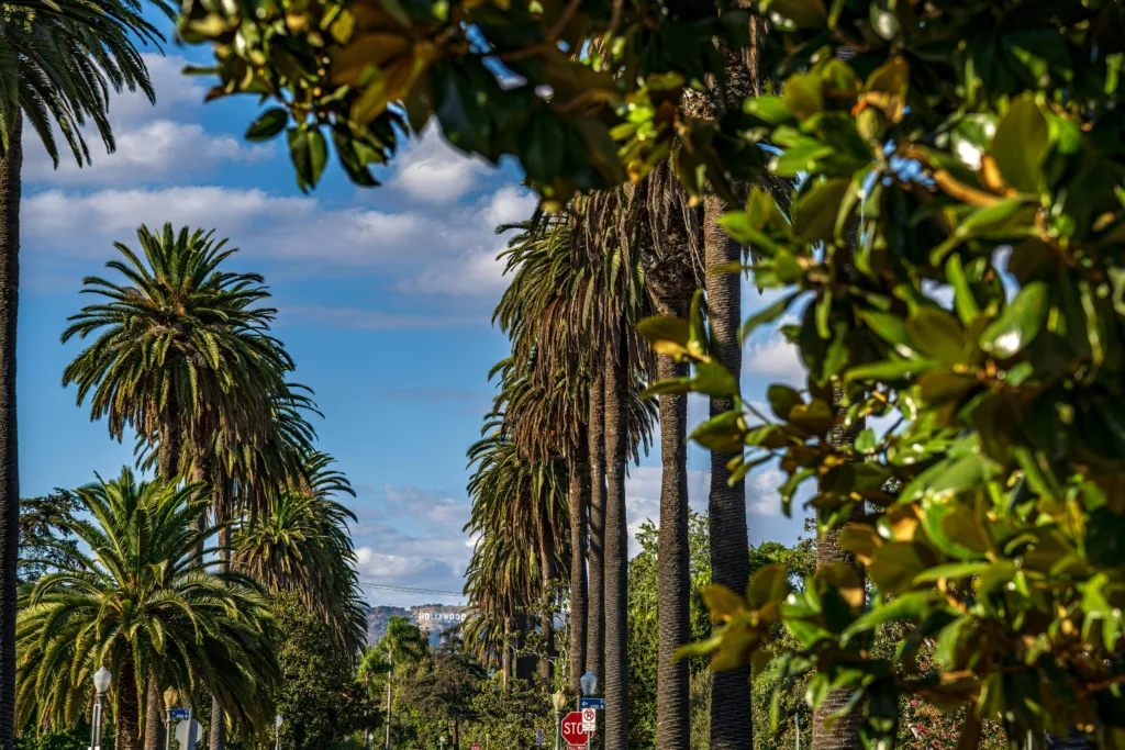 Palm trees line a sunny street in West Hollywood with the Hollywood Sign in the distance.