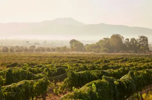Beautiful vineyard landscape in foggy Sonoma County Wine Country CA Guide – 8 Simple Pleasures
